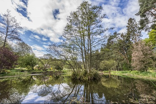 Tree growing from a small island in a reflective pond surrounded by greenery and blue sky.