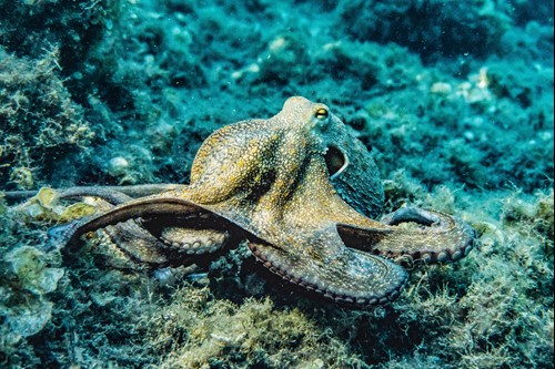 Octopus resting on a seabed surrounded by rocks and marine vegetation underwater.