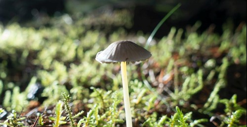 Single mushroom with tall thin stem growing among green moss in soft sunlight.