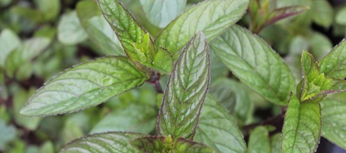 Close-up of fresh mint leaves with visible texture and purple stems.