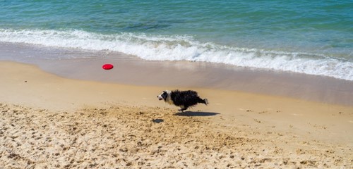 Black and white dog chasing a red frisbee along the shoreline of a sandy beach.